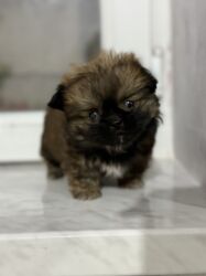 İtlər: Pekines, 2 ay, Dişi, Peyvəndli — 20