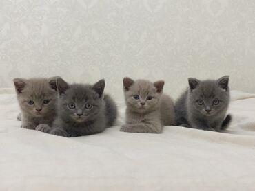 кошка с разными глазами: Британ кыска жүндүү, 2 айлык, Эркек, Боз