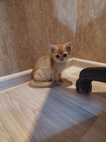 Pişiklər: Qızıl şinşilla, Erkək, Dişi, Yaxşı əllərə, Ünvandan götürmə -da lalafo.az — 5 Pişiklər: Qızıl şinşilla, Erkək, Dişi, Yaxşı əllərə, Ünvandan götürmə — 5