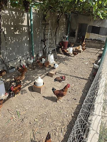 Tam sağlam vəziyyətdədir, hər bir vaksini olunub, həm yemək üçün həm lalafo.az -da Tam sağlam vəziyyətdədir, hər bir vaksini olunub, həm yemək üçün həm