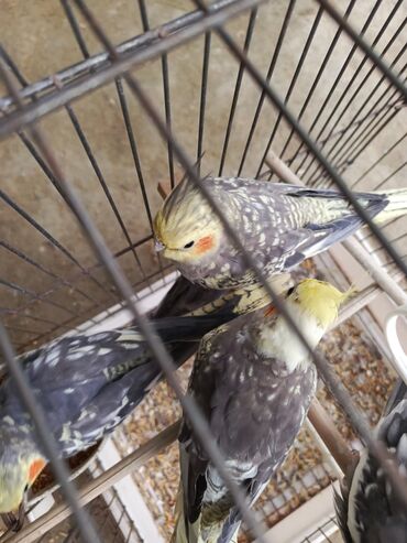 Yemlər: Quş yemləri 1-azn Qırmızı darı topdan 1azn Pərakəndə 1,50azn 1-kq — 30