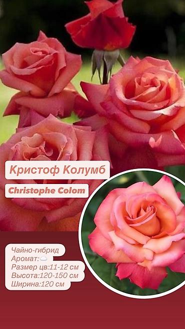 Комнатные розы: Саженцы — 5