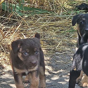купить охотничью собаку: Отдадим в добрые руки щенки 1,5-2 месяца,будут среднего размера.мать — 3