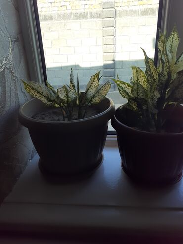 Замиокулькас (Долларовое дерево): Продаю комнатные цветы срочно только оптом цена договорная — 11