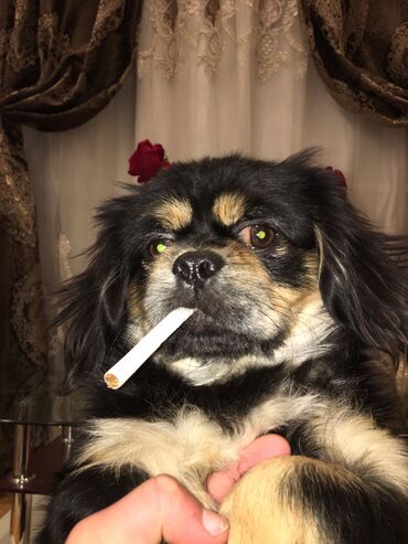 İtlər: Pekines, 11 ay, Erkek, Peyvəndli, Ünvandan götürmə