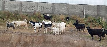 Продам с/х животных: Продаю | Коза (самка), Козёл (самец) | Для разведения, Для молока | Племенные, Котные — 4