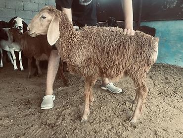 кролики бишкек: Продаю | Баран (самец) | На забой — 7