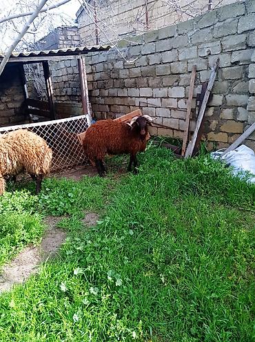 Mal-qara: Erkək, Qala, il: 1, 70 kq, Ətlik, Damazlıq, Ünvandan götürmə — 4