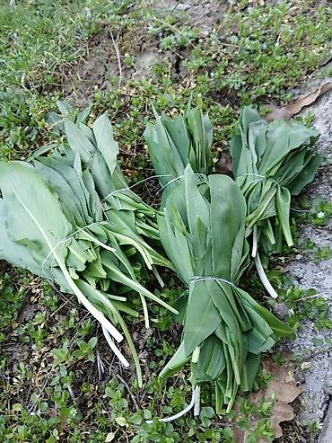 sadnice bukve: Planinski sremuš🌱 Sremuš-bomba zdravlja Nova tura berbe 3 vezice 100 — 1