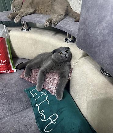 Pişiklər: Britan — 11