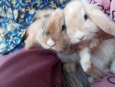 Dovşanlar: Holland Lop qulaqlı dekorativ dovşan balaları - Cins: Lop (sallanan — 3
