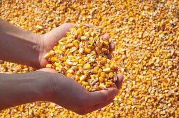 Корма для с/х животных: Продам кукурузу в большом количестве. Больше 1000 тонн. Рушенная цена