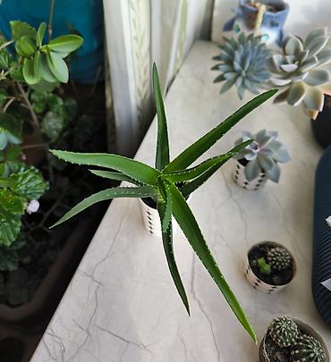 gilas bagi satilir: 🌿 Aloe arborescens satılır! 🪴 Təxminən 2 yaşlı aloe bitkisinin sağlam — 2