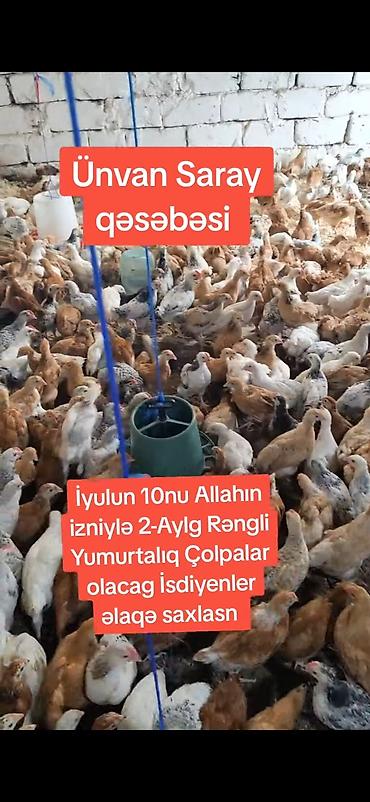 cins xoruz harda banliyar: Toyuq, Yumurtalıq — 2