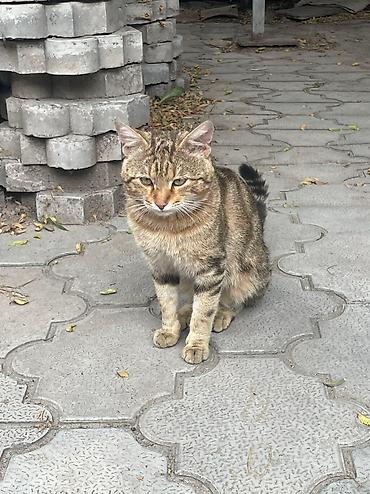 Продажа кошек: Котик бенгал зовут Элвис — 13