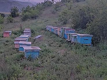 şam balı: Məhsul: Təbii dağ balı (şüşə bankalarda) Təsvir: - Yüksək dağlıq — 6