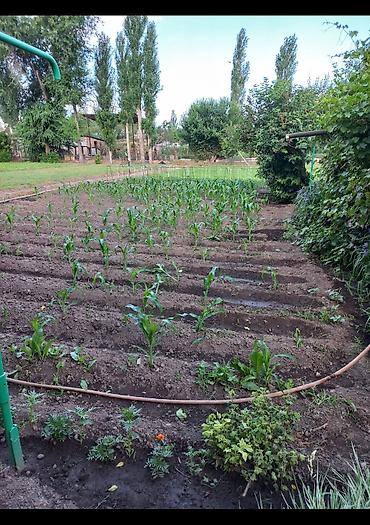 Продажа коттеджей и домов: Продам дом. Три двора,хозяйственный,главный,механический. Имеется — 11