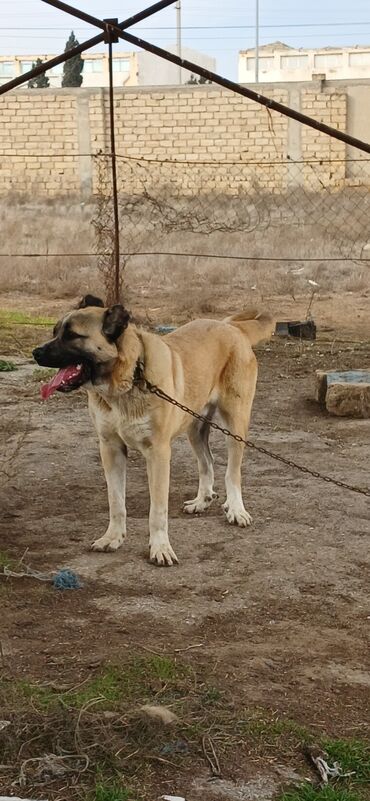 İtlər: Qurdbasar, 11 ay, Erkek, Peyvəndli, Ödənişli çatdırılma -da lalafo.az — 11 İtlər: Qurdbasar, 11 ay, Erkek, Peyvəndli, Ödənişli çatdırılma — 11