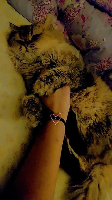 Продажа кошек: Сибирская, 2 года, Мальчик, Золотая шиншилла, Приучена к лотку, Проглистована, С прививками — 4