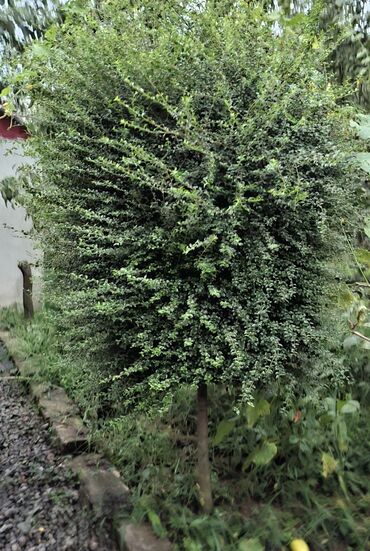 laqa taxta: Baxımlı dekorativ həmişəyaşıl kol (topiary forması). - Sıx, xırda
