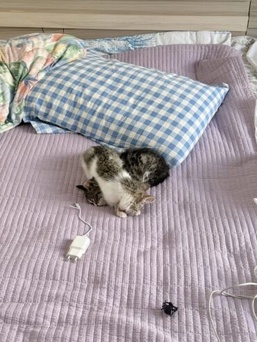 отдам даром котят бишкек: Нашли в Чолпон-ате двух котят, очень красивого окраса.Мы их забрали на