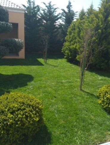 Toxumlar: Enli yarpağ Danimarka novü qazon ları bizdən əldedə bilərsiniz — 2