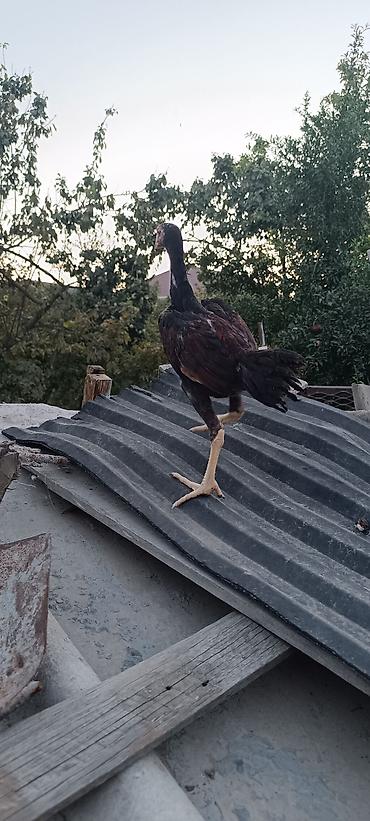 danişan quş: Heyratı becə tam saglam heyvandi 3 ayliq cinsi qani temiz heyvandi — 2