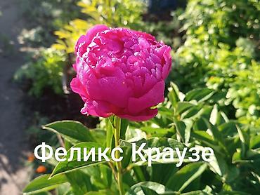 Продаю корни пионов,сорта крупные Феликс Краузе Чисто белый 14 см в