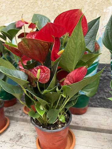 Антуриумдар: Антуриум (Anthurium) в горшке - Яркие глянцевые прицветники — 3