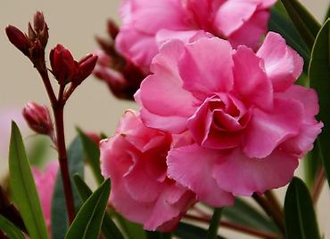 suni agac: Oleandr dekorativ həmişəyaşıl kollar. Oleandr (Nerium oleander) – — 5