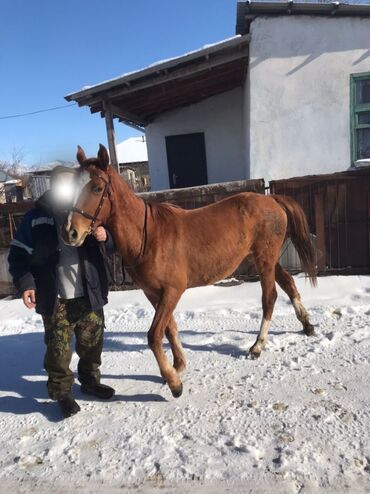 английский тай: Продаю | Жеребенок | Дончак