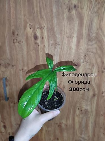 Другие комнатные растения: Комнатные растения — саженцы и черенки. 1) Живое дерево (лечебное) — — 9