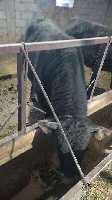 Коровы, быки: Продаю | Бык (самец) | На откорм | Привязанные — 3