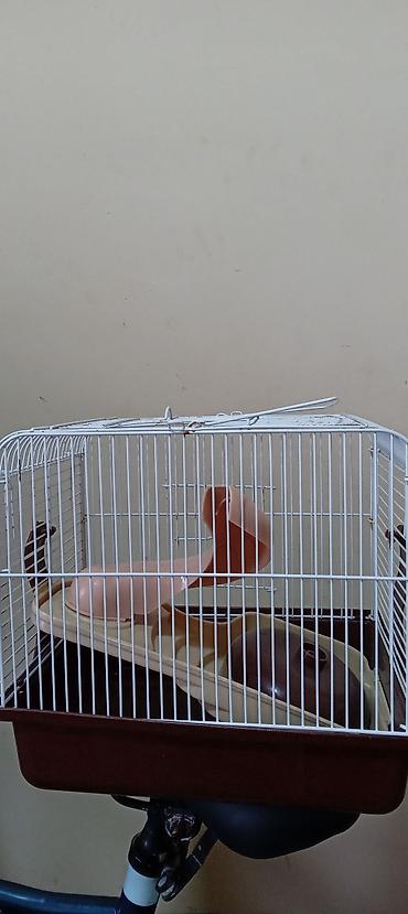 heyvan evləri: Cunqarik Qəfəsi — 2