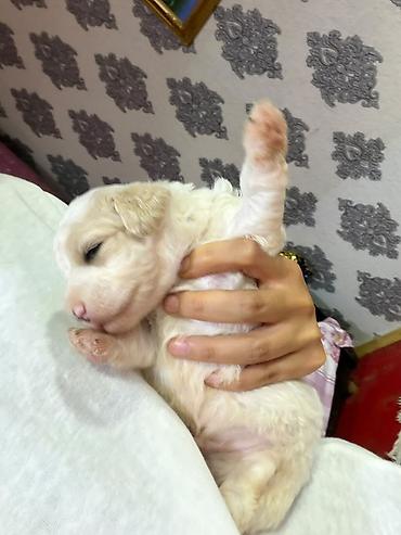 bu iti: Pudel, 2 ay, Peyvəndli, Ünvandan götürmə — 1