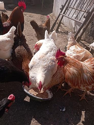 yumurtlayan toyuqlar satilir: Ataks ve Lohman broun Toyuqların mayalı yumurtaları olur verdim — 5