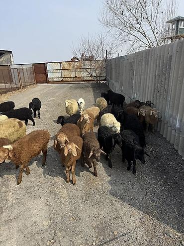 Баран, овца: Продаю | Овца (самка), Ягненок, Баран (самец) | Гиссарская, Полукровка, Меринос | На забой, Для разведения, Для шерсти | Племенные, Кастрированные, Осеменитель — 14