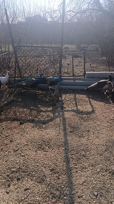 Tovuz quşları: Salam,super saqlam Tavusquşular satilir erkeyde var dişide aylari 7,8 — 10