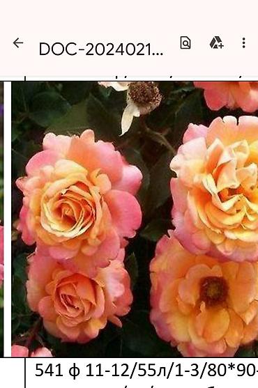 Садовые цветы и кустарники: Корни роз - Крупноцветковая чайно-гибридная роза с — 30