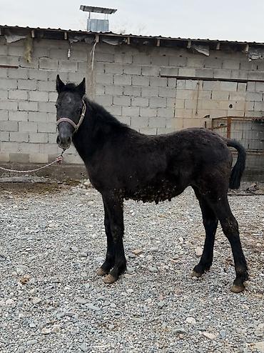 Лошади, кони: Продаю | Кобыла (самка) | Для разведения | Племенные — 8