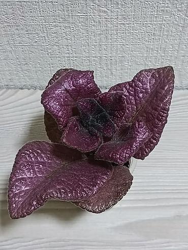 Другие комнатные растения: Эписции 10 сортов. Крупные детки, некоторые с бутонами. Цветут — 9