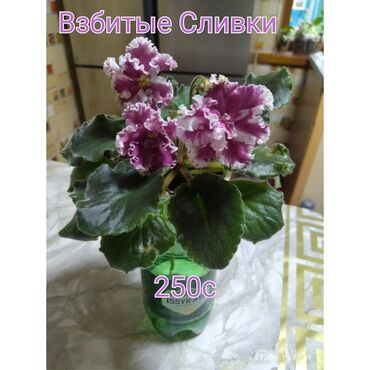 Другие комнатные растения: Продается комнатные и уличные цветочки at lalafo.kg Другие комнатные растения: Продается комнатные и уличные цветочки