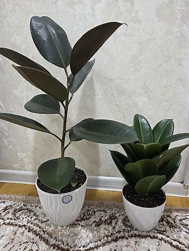 Пальмы: Хамедорея изящная (комнатная пальма) - В наличии взрослые кусты в — 14