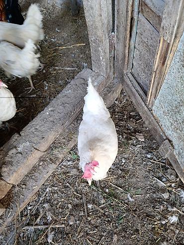 Птицы: Несушка тооктор уйдо оскон — 8