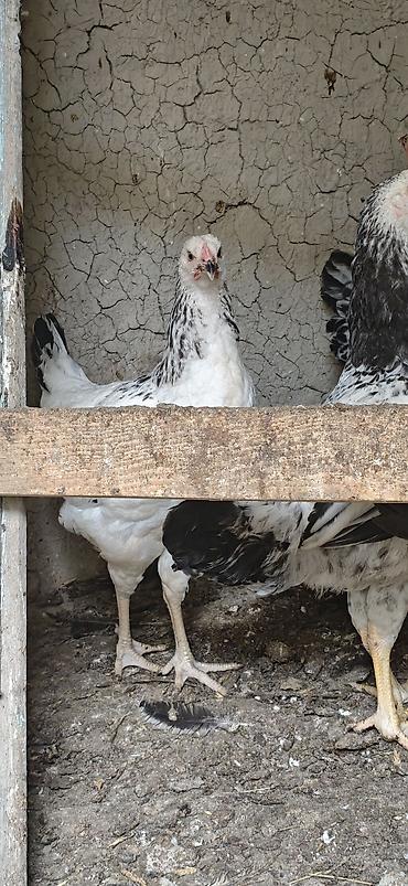 bakida cins ineklerin satisi: Ev toyuqlari.Real alıcıya endirim olacaq — 3