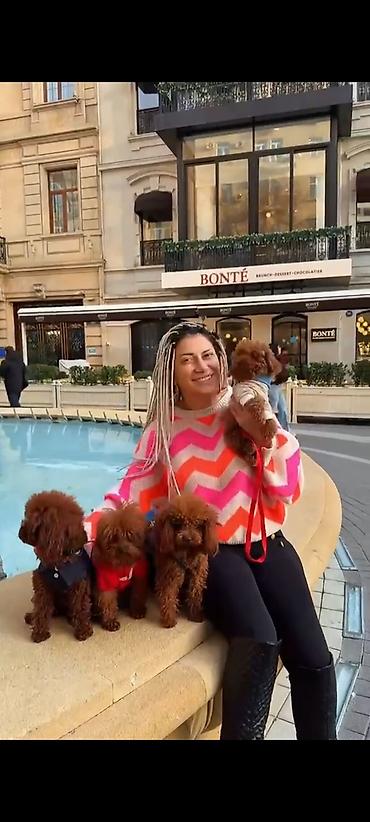 balaca tuklu it: Pudel, 2 ay, Dişi, Peyvəndli, Ödənişli çatdırılma — 8