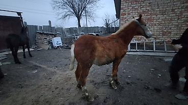 Лошади, кони: Продаю | Жеребенок | Полукровка | Для разведения — 9