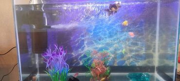 akvarium az: Akvarium satilirhamsi birge baliqlarida var gordynuz bahali baliqlarda