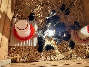 K/t heyvanları və malları: Salam! Təmiz qan Avstralorp cücələri satılır. 🐣 Cücələr tam sağlamdır — 4