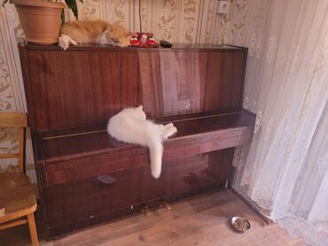 Musiqi alətləri üçün ləvazimatlar: Upright pianino – klassik dizaynlı, tünd qırmızı-qəhvəyi parlaq taxta